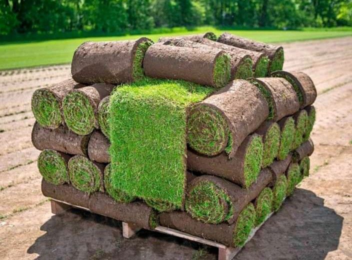 We supply and delivery all types of grass Lm Berea grass //Kikuyu grass //Buffalo grass