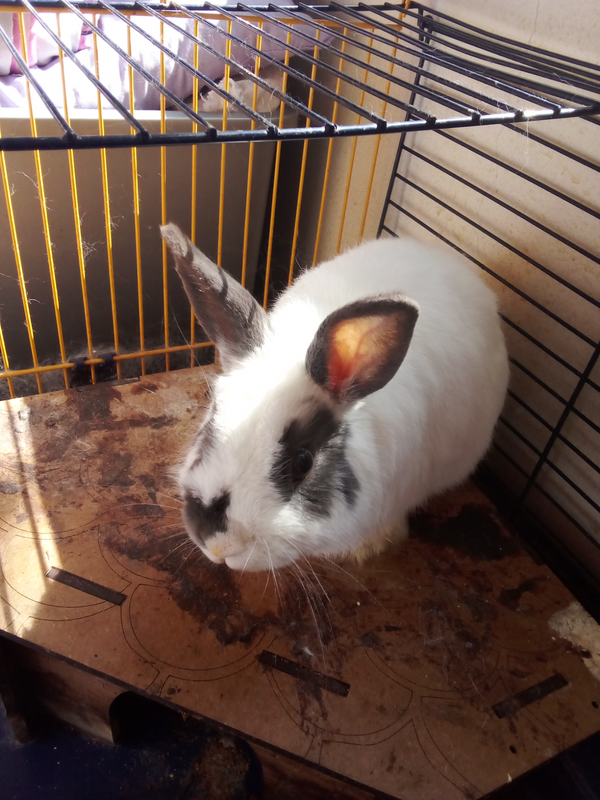 Our bunny needs a new home we are selling him and his cage as we are relocating