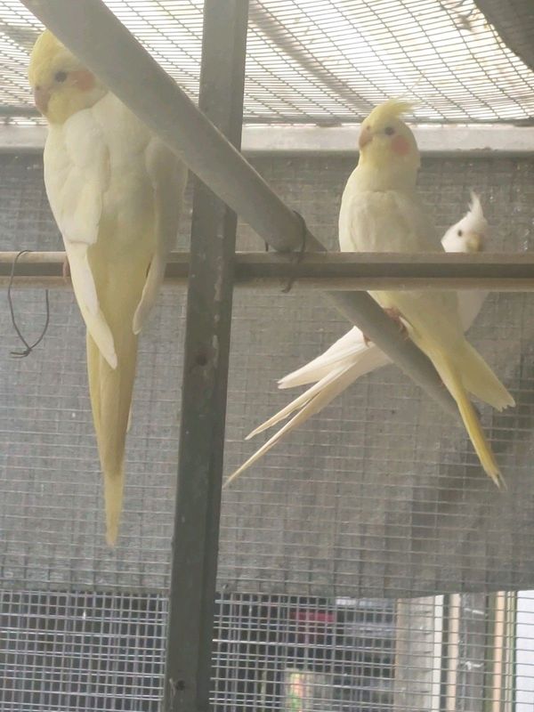 Cockatiels birds