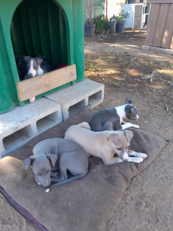 Italian Greyhound Puppies