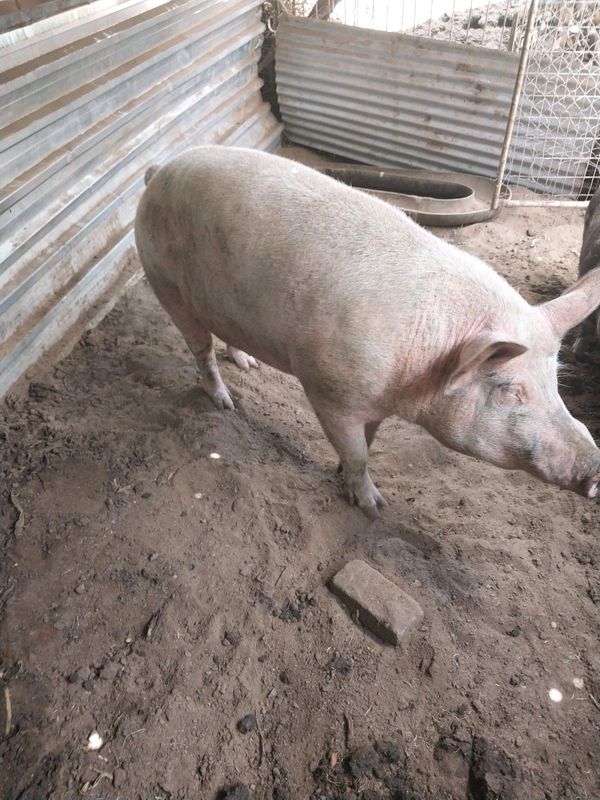 Pig for sale