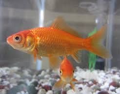 Fish, 2 red common goldfish