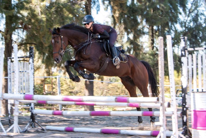 Top jumping prospect for competitive rider