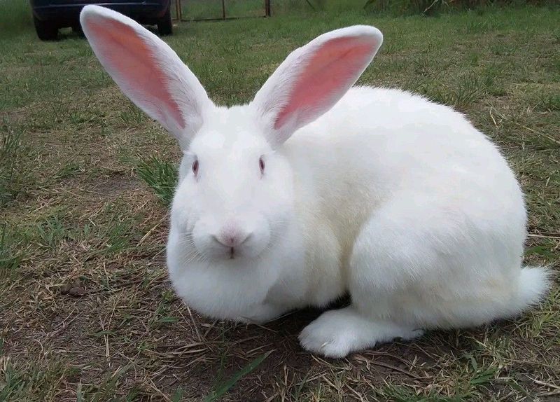 Giant New Zealand White Rabbits For Sale