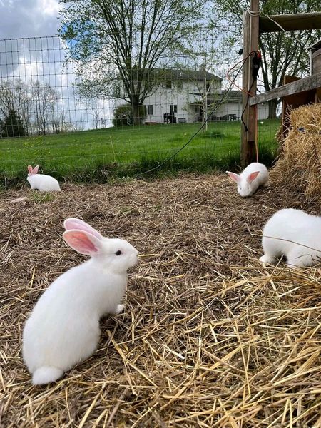 Meat pen rabbits for sale best sale