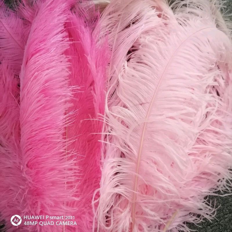 Ostrich feather for sale
