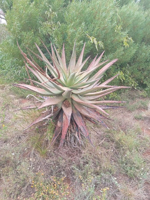 Aloe africana