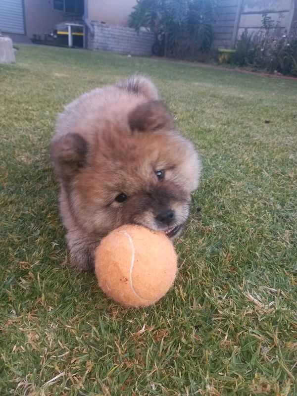 Chow Chow