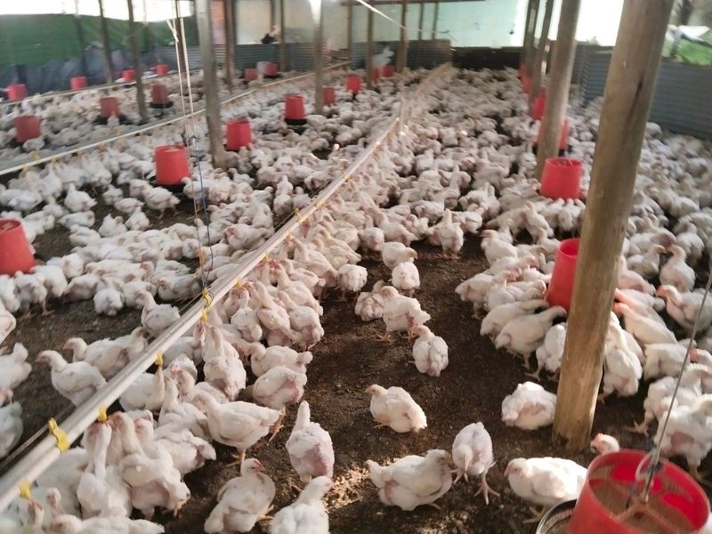 Poultry farm DASIM FARM
