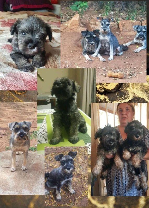 Mini Schnauzer pups! Ready for their new loving families!