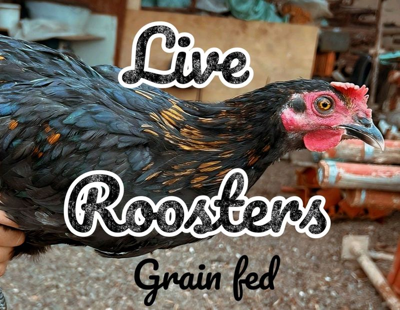 Live Chickens