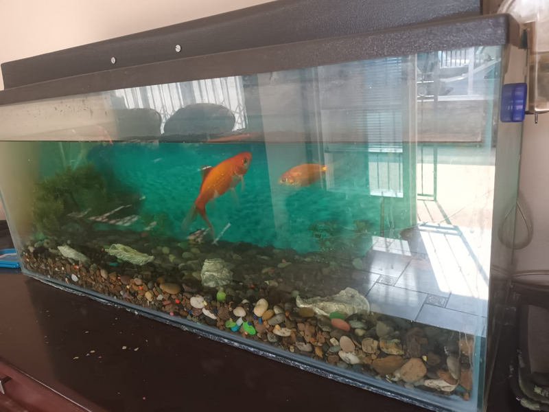 90L FISH TANK WITH FISH AND ACCESSORIES