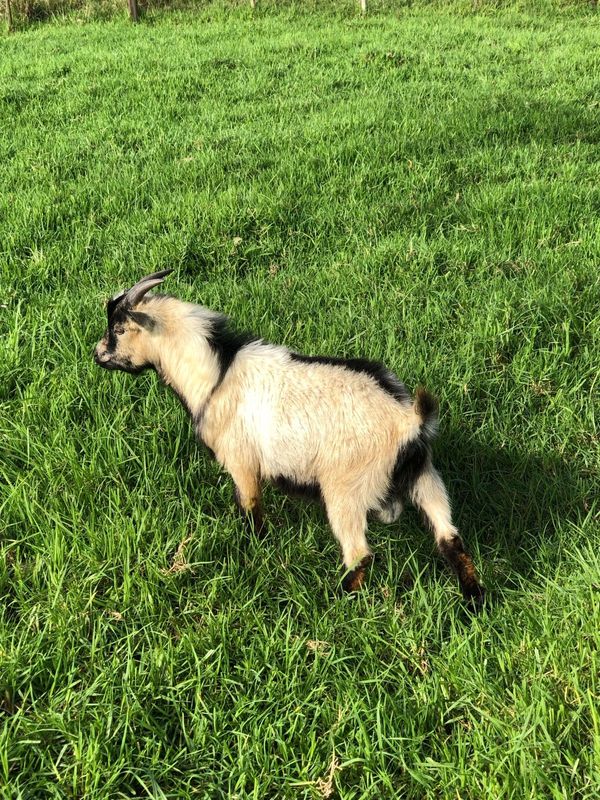 Nigerian Dwarf Goat Ram