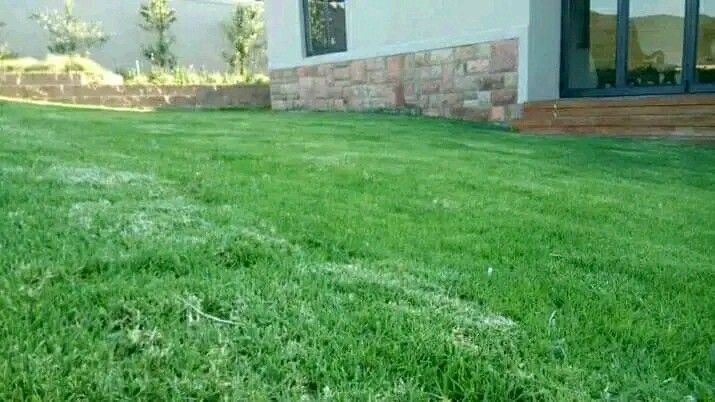Buffalo grass//kikuyu grass//LM Berea instant roll on lawn grass