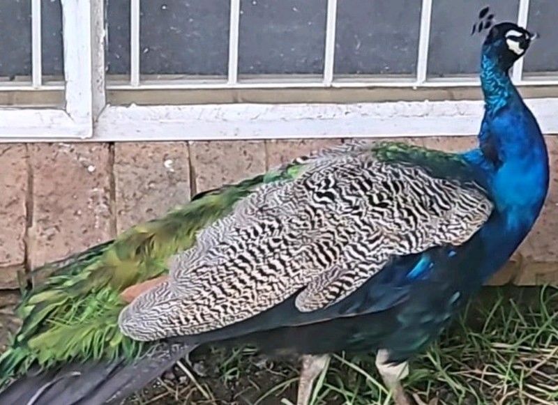 Peacocks 2 MALES