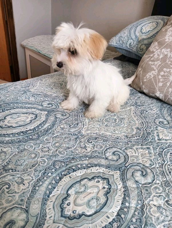 Maltese male available