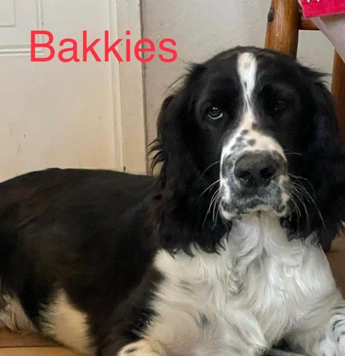 Adorable KUSA Registered English Springer Spaniel Male Puppy Available