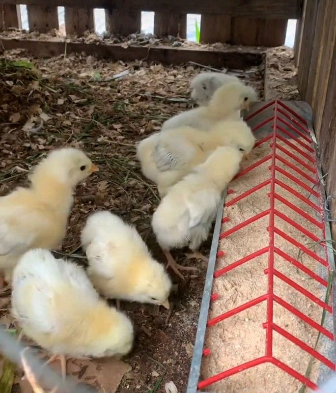 Light Sussex Chicks For Sale