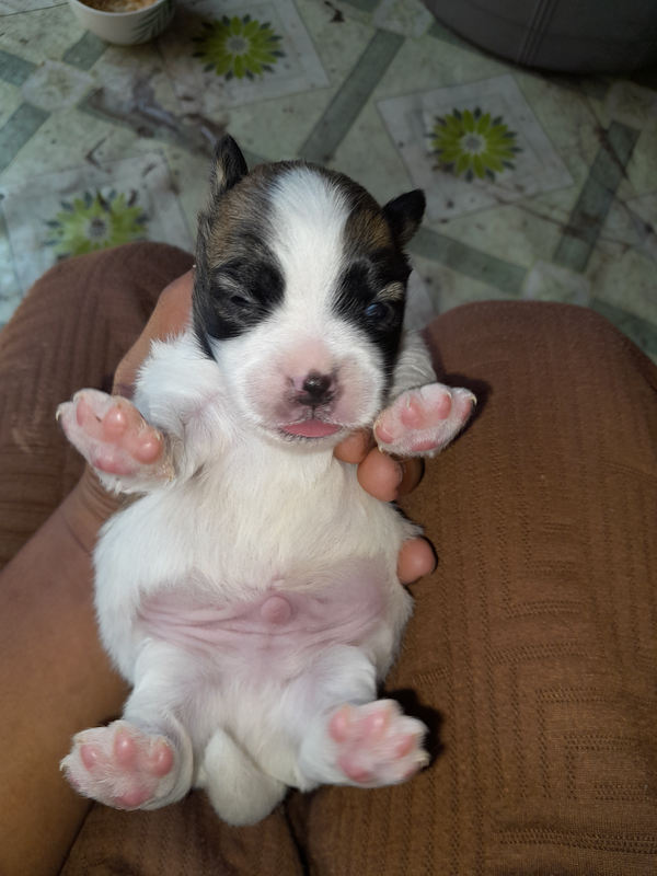 Jackrussel mix pickanise puppies
