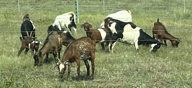 Goats Nguni / Mbuzi