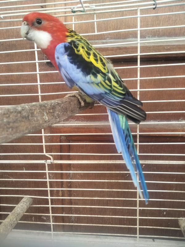 Rosella Male for Sale