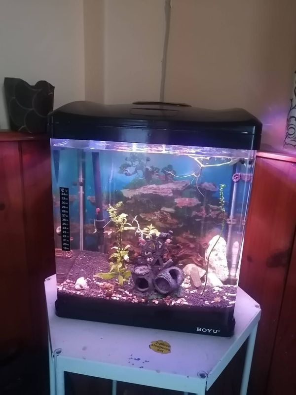 Boyu fish tank