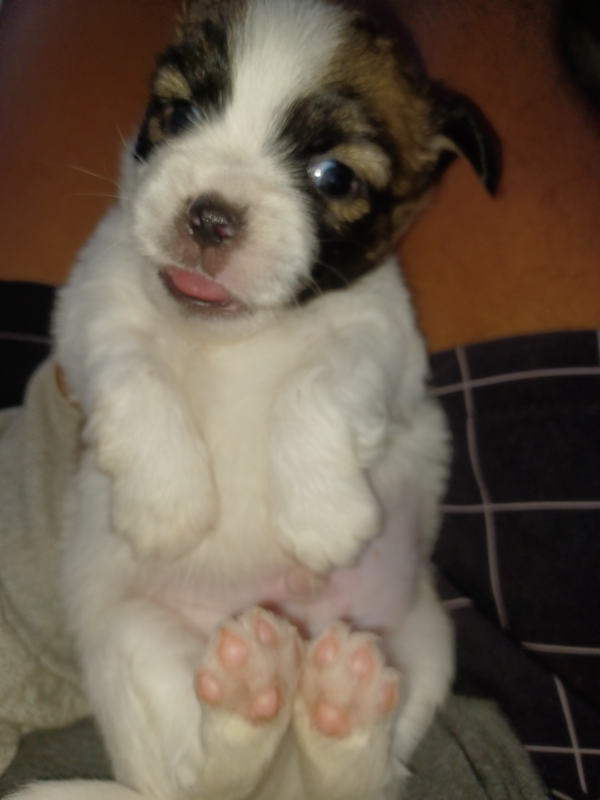 pickanise x jackrussel puppies