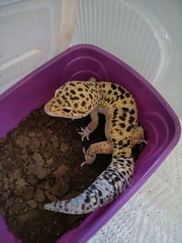 leopard geckos for sale