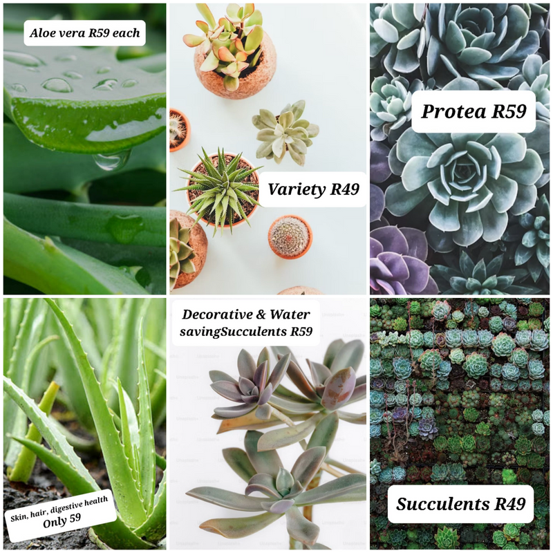 Plants for sale (Medicinal and Decorative)