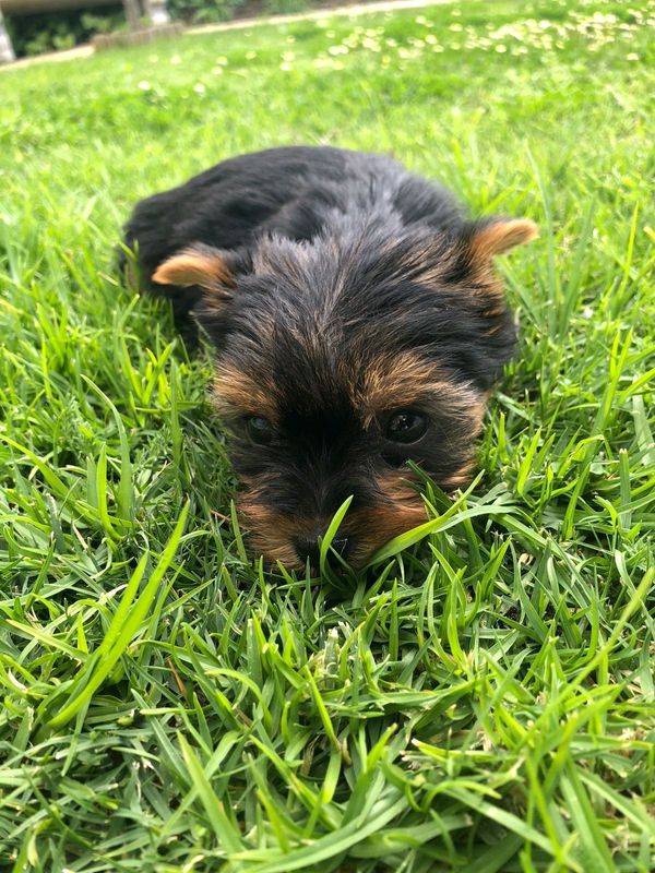 Small Yorkshire Terrier male puppy