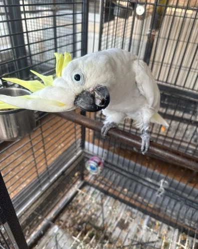 Cute Cockatoo Parrots ready for new homes