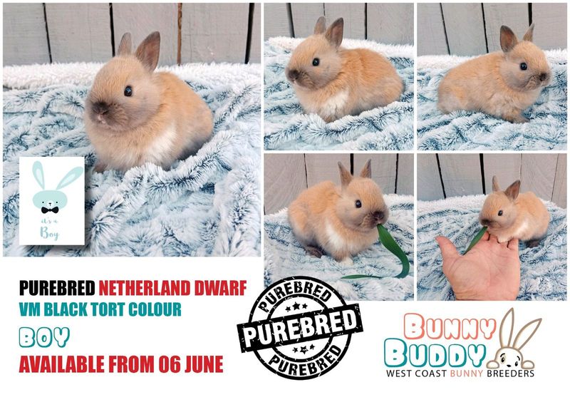 Purebred Netherland Dwarf Rabbits by Registered Breeder