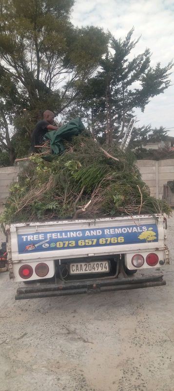 Treefelling and removals