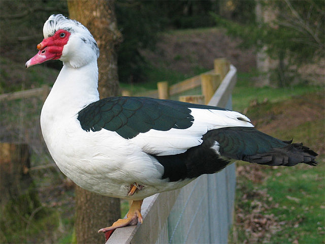 White Muscovy ducks (Male and Female) for sale
