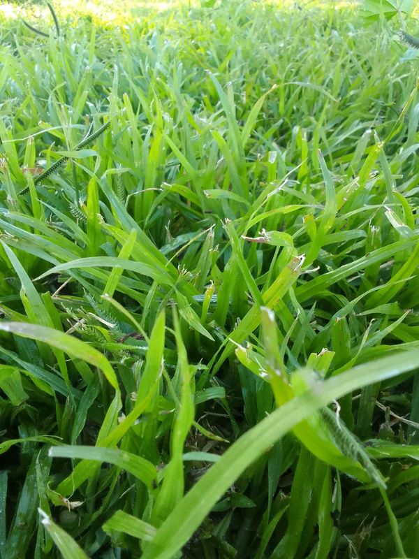 Fit and supply grass