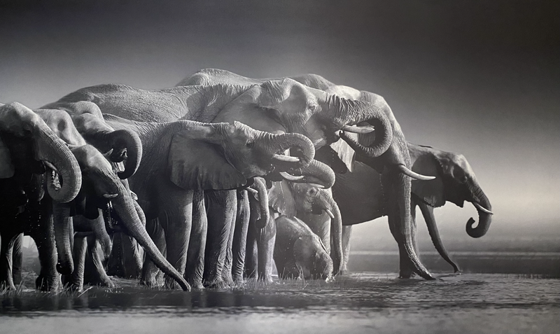 Reduced - Elephants drinking on canvas 1300mm*2200mm