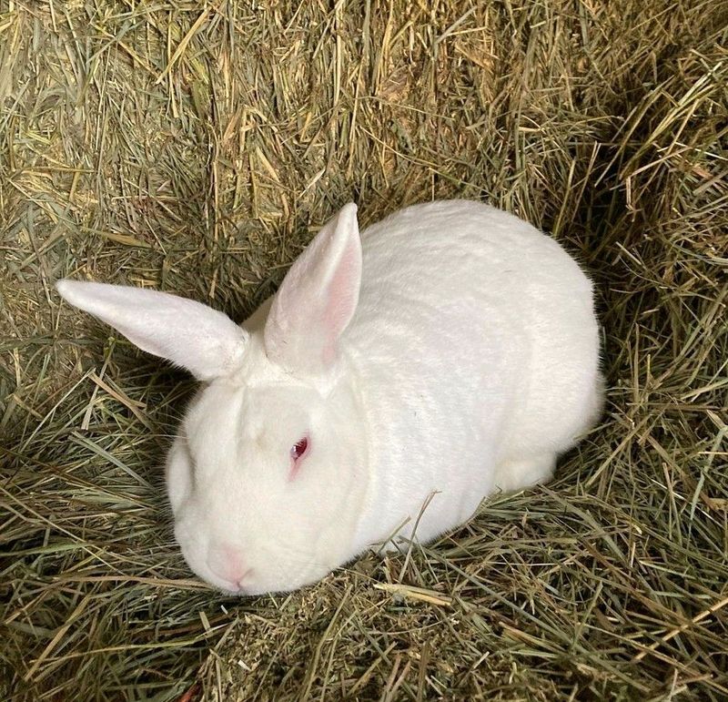 PURE NEW ZEALAND WHITE RABBITS FOR SALE
