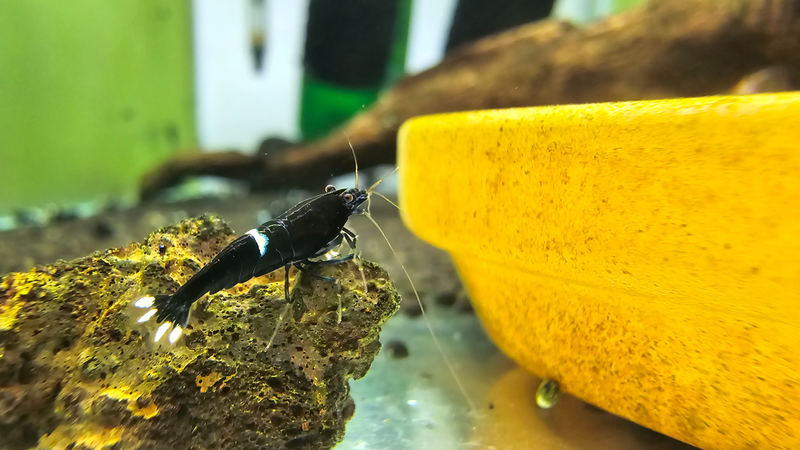 Black king kong shrimp