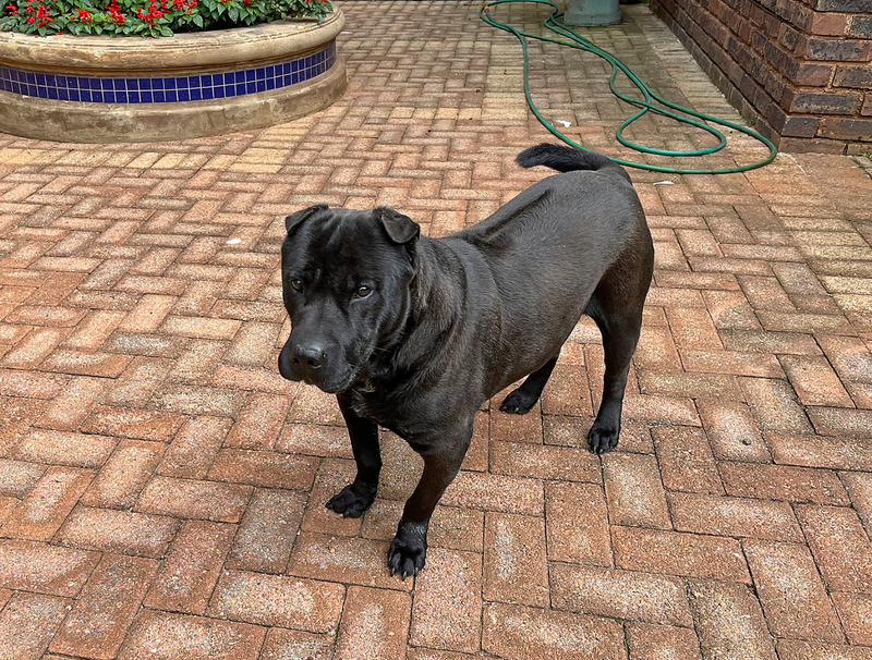 Beautiful Sharpei Male to Good Home