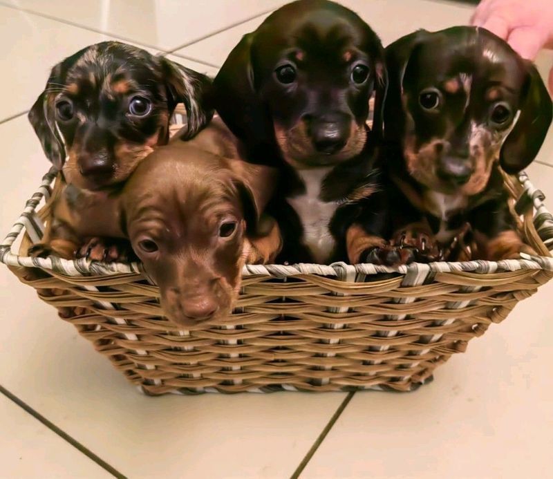 Miniature dapple dachshund puppies for sale