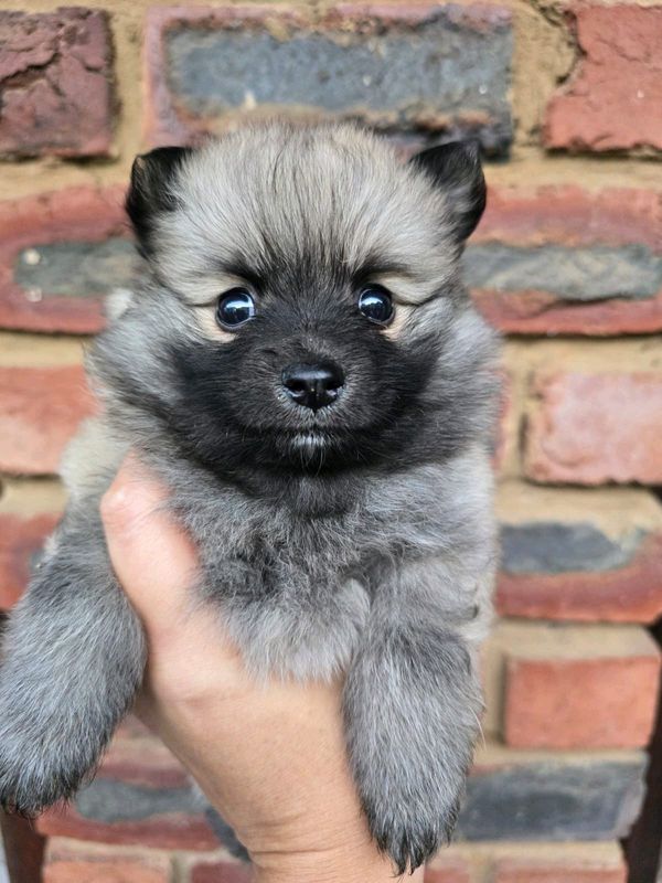 Miniature pure bred Toypom female puppies