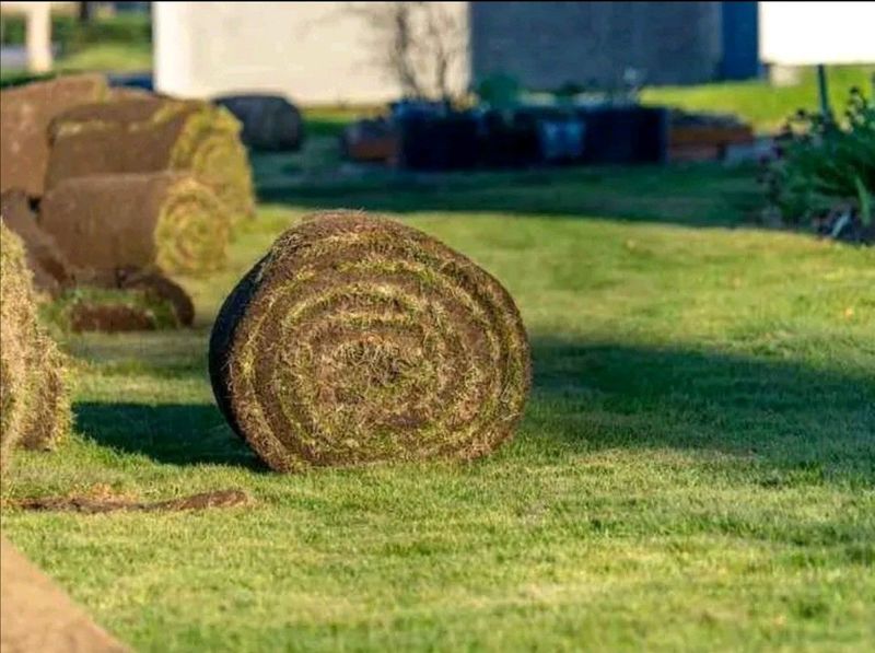 instant lawn