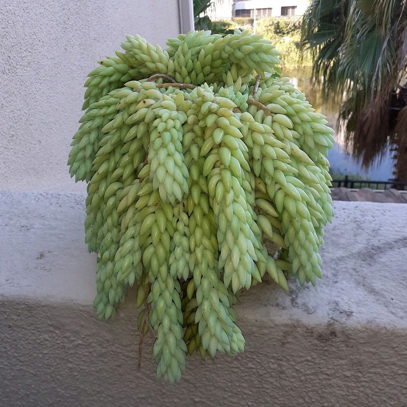 Big Succulent in cement pot 30cm x 25cm