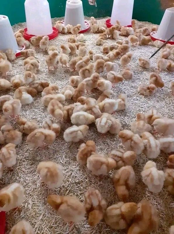 Rhode lsland Red Chicks For Sale