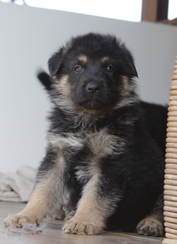German Shepherd puppies looking for loving homes