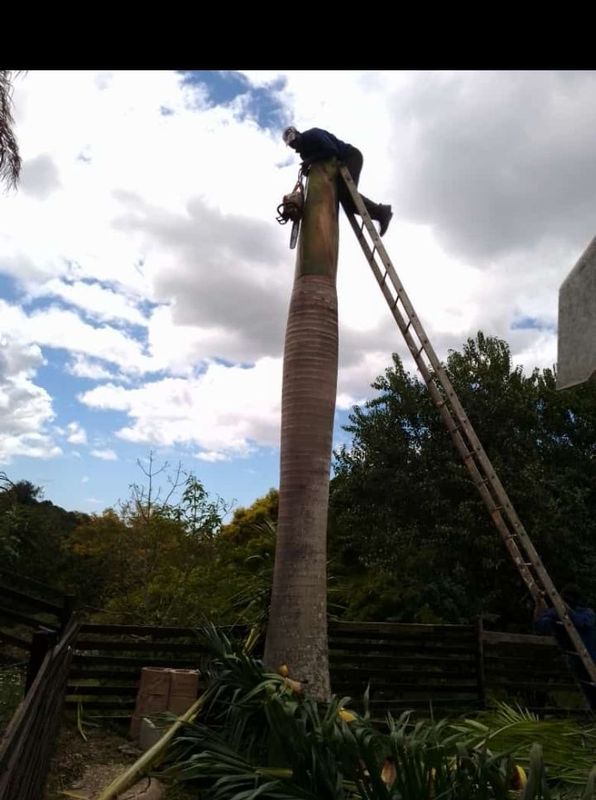Tree felling,trimmings,tree balancing, stump uprooting,palm cleaning,bush and site clearance