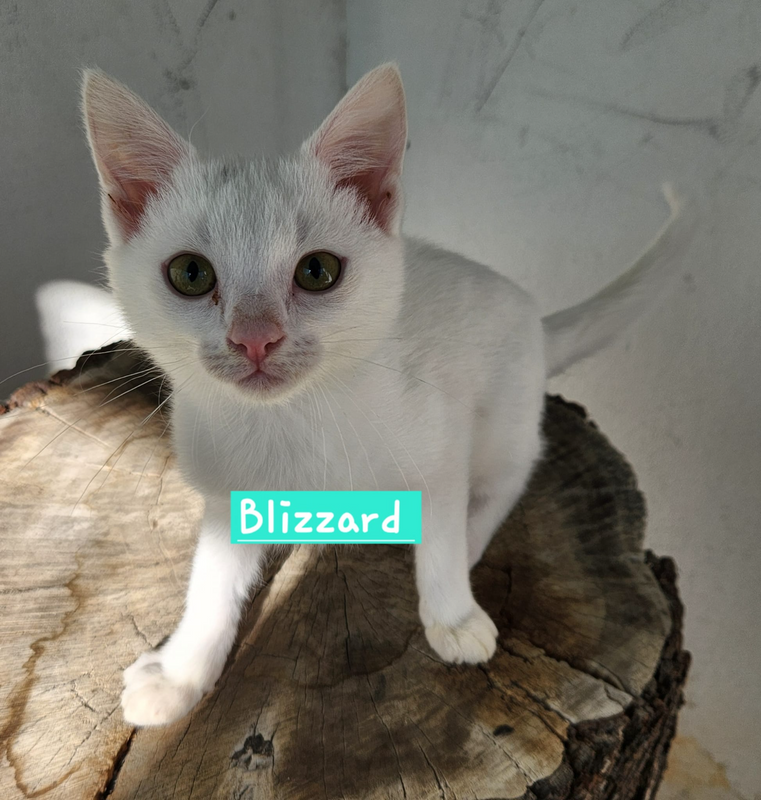 Blizzard: adopt a white cat