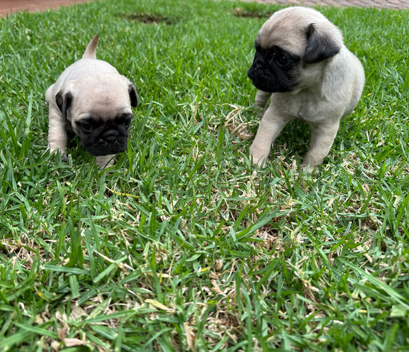 Purebred Pug Puppies