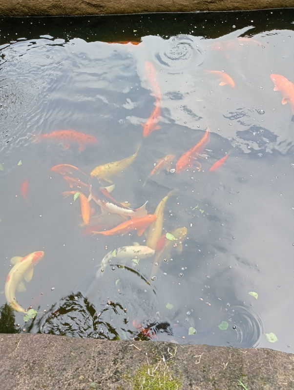 KOI FISH