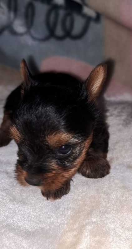 Male Yorkie puppy